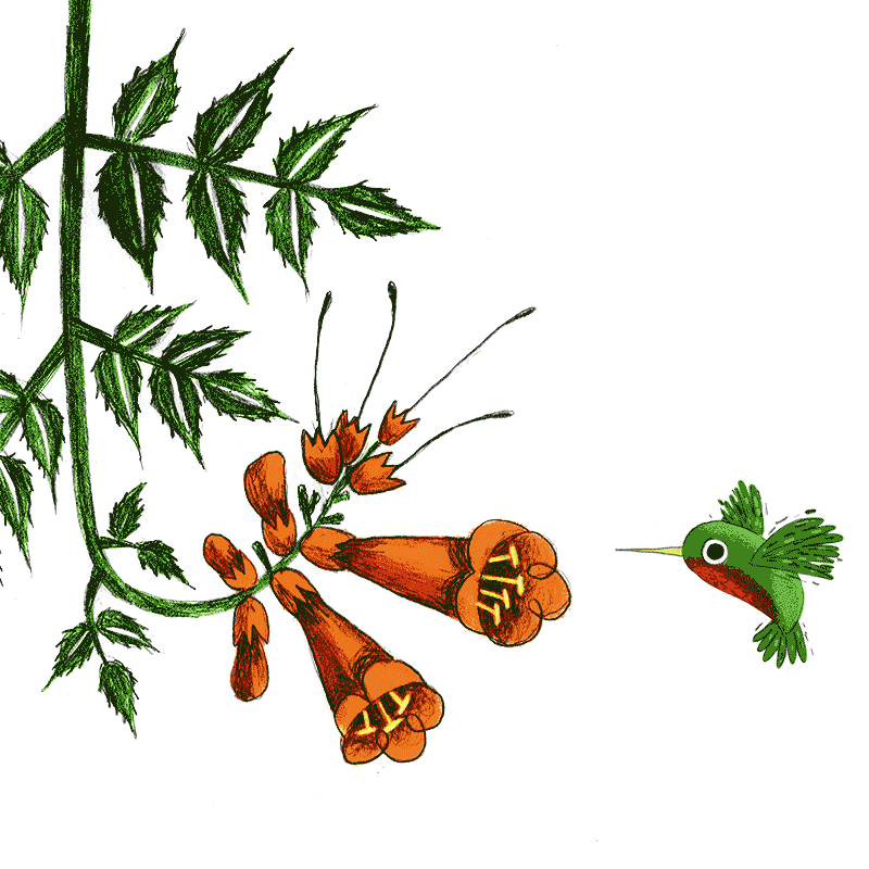 animated gif of a hummingbird taking a sip of nectar from a Trumpet vine and saying YUM