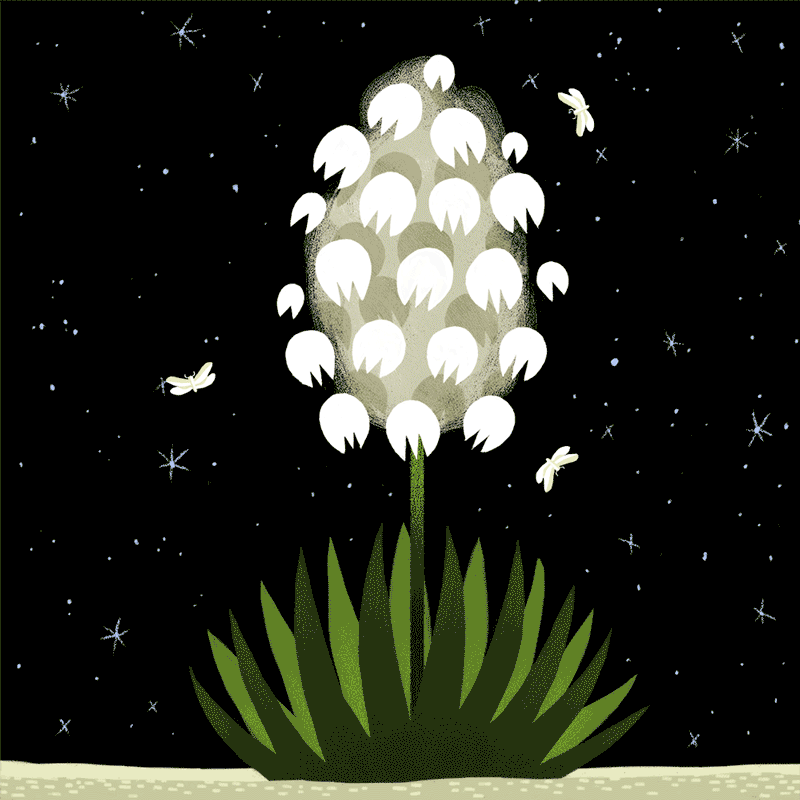 animated gif of moths flying around a blooming yucca plant to illustrate the symbiotlc relationship between these two species