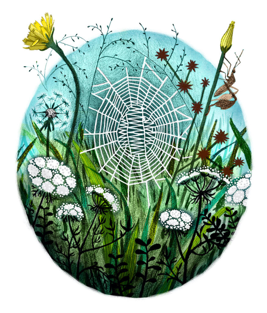 a vignette of a grassy meadow with flowers and insects framing a small spiderweb with a zigzag pattern in its center